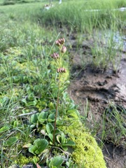 Leptarrhena pyrolifolia
