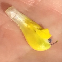 Rhinanthus serotinus