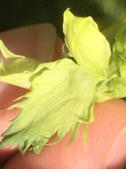 Rhinanthus serotinus