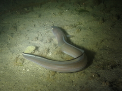Conger conger