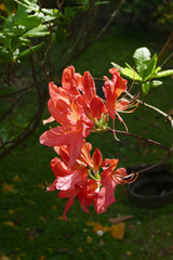 Rhododendron japonicum