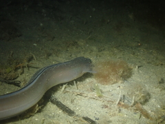 Conger conger