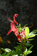 Rhododendron japonicum