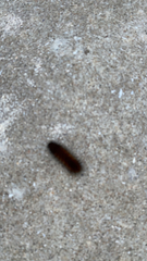 Phragmatobia fuliginosa