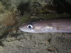 Conger conger