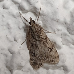 Eudonia truncicolella