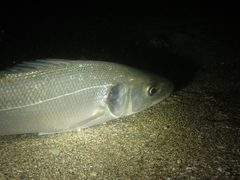 Dicentrarchus labrax