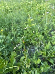 Vahlodea atropurpurea