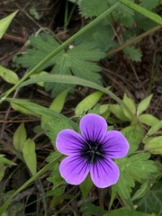 Geranium procurrens
