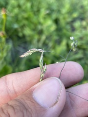 Vahlodea atropurpurea