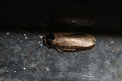 Pycnoscelus indicus