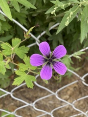 Geranium procurrens