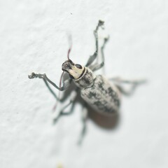 Myllocerus undecimpustulatus