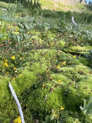 Erythranthe caespitosa