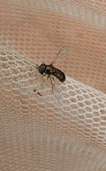 Paragus