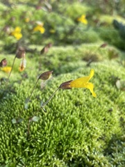 Erythranthe caespitosa