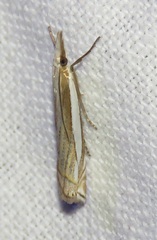 Crambus pascuella