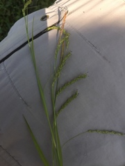 Carex sylvatica