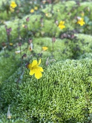 Erythranthe caespitosa