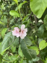 Prunus persica