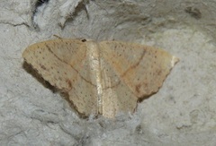 Cyclophora punctaria