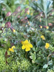 Erythranthe caespitosa