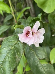 Prunus persica