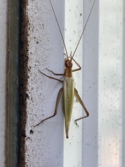 Oecanthus pini