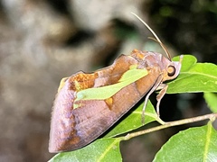 Eudocima homaena