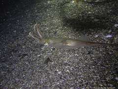 Alloteuthis subulata