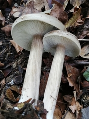 Melanoleuca melaleuca