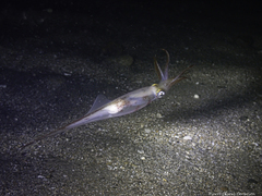 Alloteuthis subulata