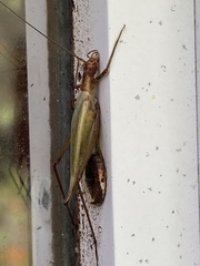 Oecanthus pini