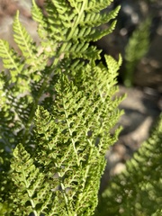 Athyrium americanum