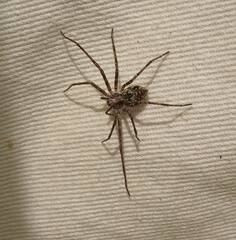 Rhysodromus alascensis