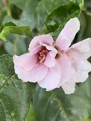 Prunus persica