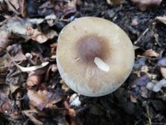 Melanoleuca melaleuca