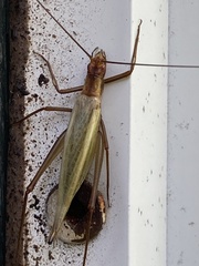 Oecanthus pini