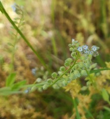 Myosotis arvensis