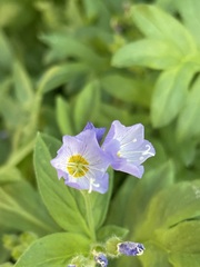 Polemonium californicum