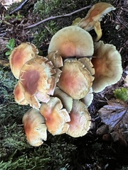 Hypholoma