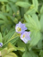 Polemonium californicum
