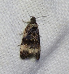 Endothenia