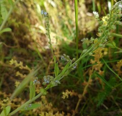 Myosotis arvensis