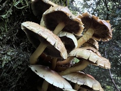 Hypholoma