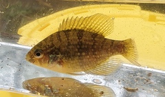 Enneacanthus gloriosus