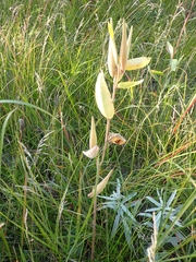 Asclepias ovalifolia
