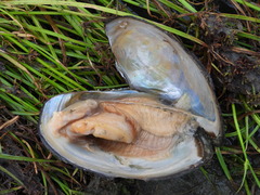 Sinanodonta woodiana