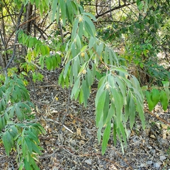 Elaeagnus angustifolia