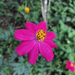 Cosmos caudatus